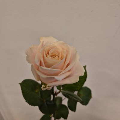 roos licht roze (1)